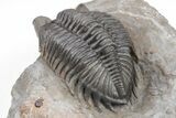Coltraneia Trilobite Fossil - Huge Faceted Eyes #208934-3